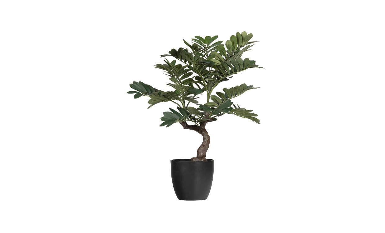 ZAMIA Kunstig plante 76cm i gruppen Dekorasjon / Annen dekorasjon hos Sofas & more (377207-G)